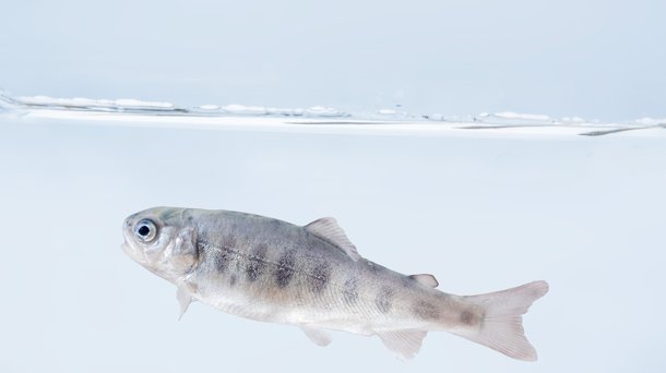 Troutlodge 001 0662 fish example.jpg