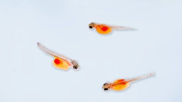 Troutlodge 002 1063 fish example.jpg