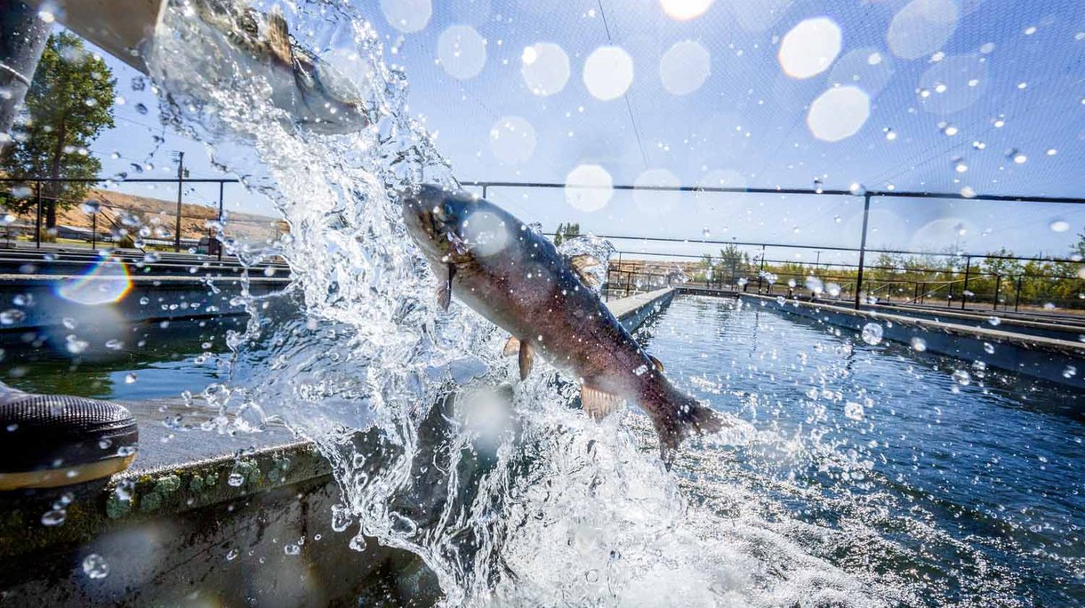 Jumping trout