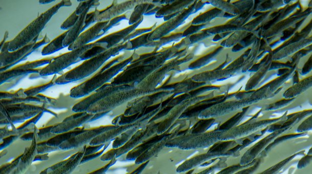 Troutlodge 002 1618.jpg