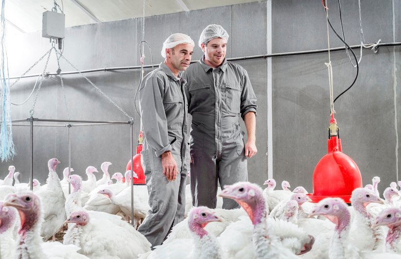 Turkey test farm FR.jpg