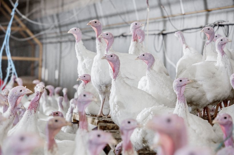 Turkey test farm 0435.jpg