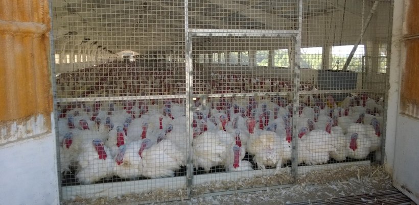 turkey gate ventilation