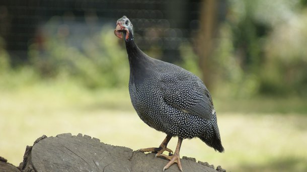 Guinea Fowl