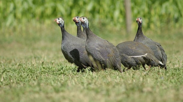 Guinea Fowls