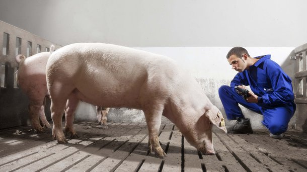 Hypor Pig Libra*