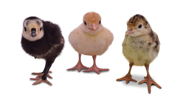 Alternative turkeys