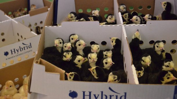 alterntaive turkeys in boxes