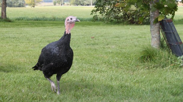 Artisan Gold female turkey