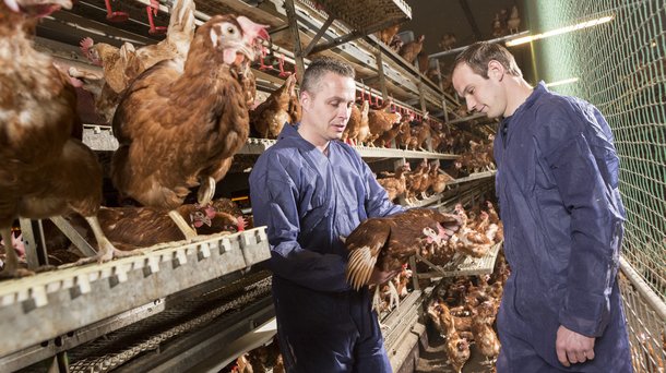 Bovans Brown people cs aviary chickens layers