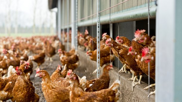 Bovans brown cs free range chickens layers