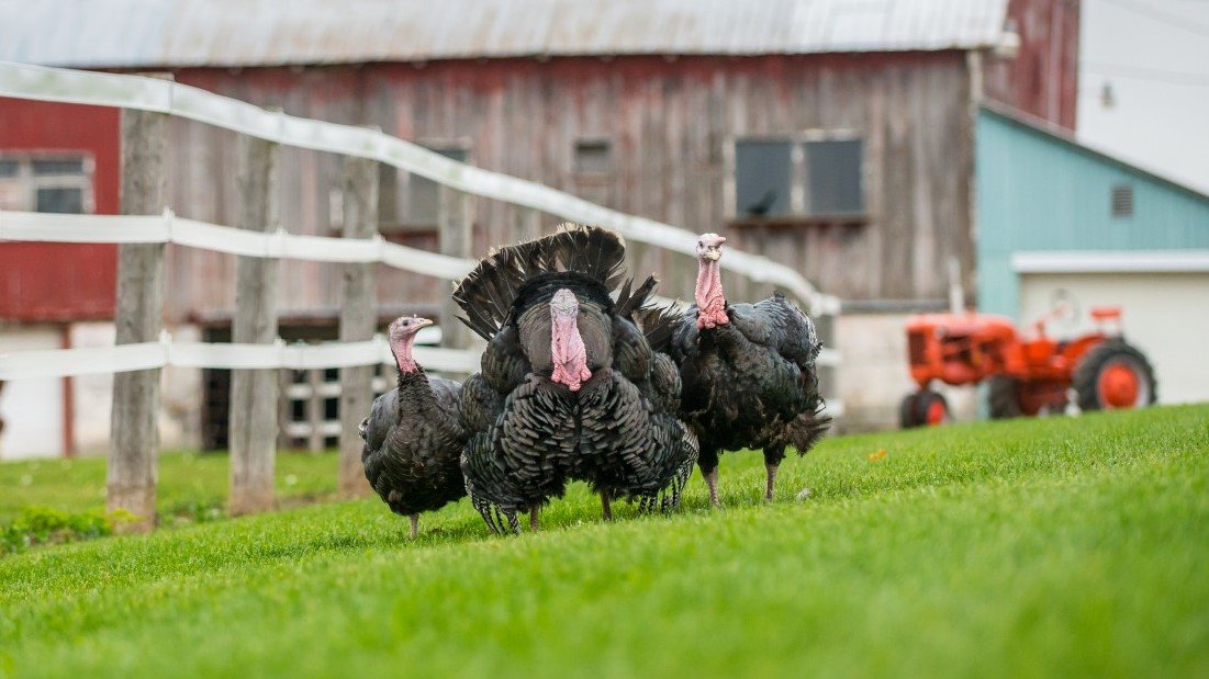 bronze turkey 2
