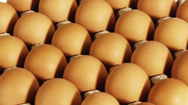 brown eggs layers