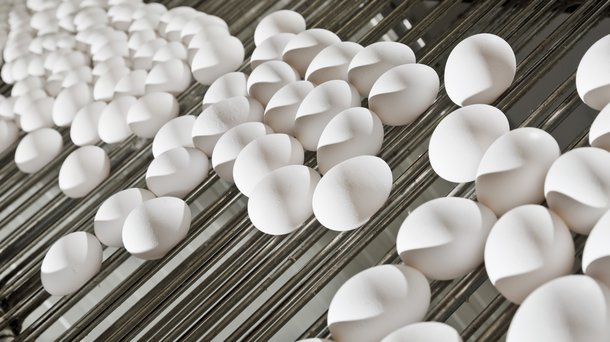 dekalb white eggs layers