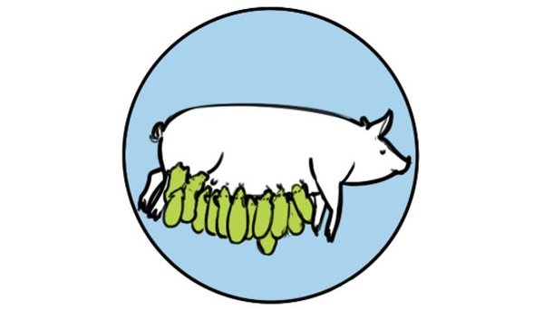 Hypor drawing piglets drinking sow