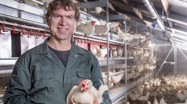 Dekalb white cs aviary people chicken layers colleague