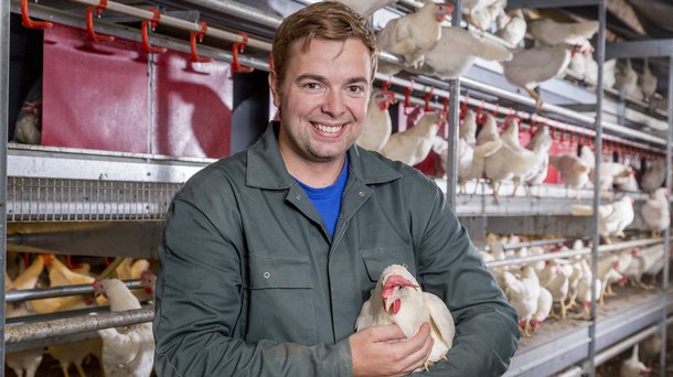 Dekalb White cs aviary Ospel colleague chickens layers