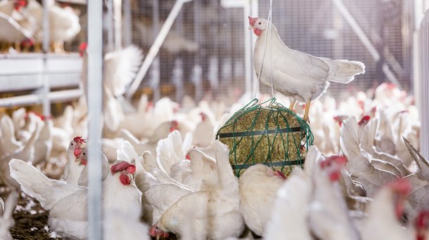 dekalb white cs aviary ospel chickens layers