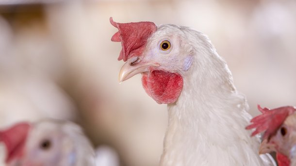 Dekalb White cs aviary chickens layers