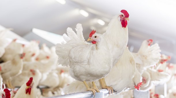 Dekalb White Parent Stock chickens layers