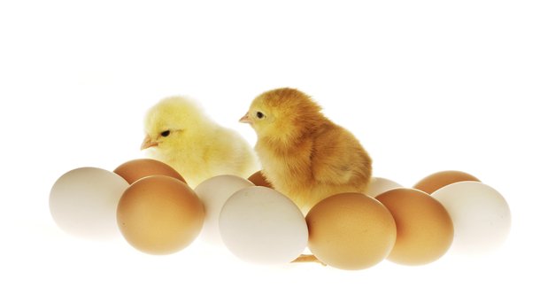 Eggs brown white doc layers