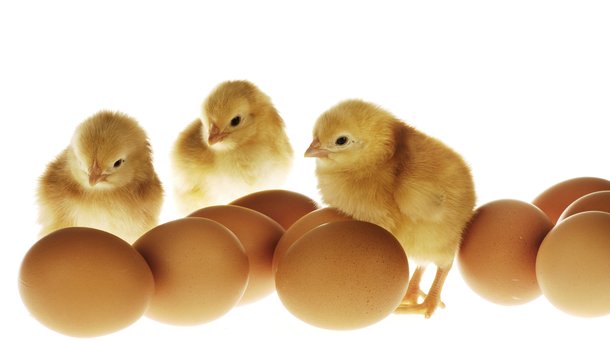 eggs brown doc layers