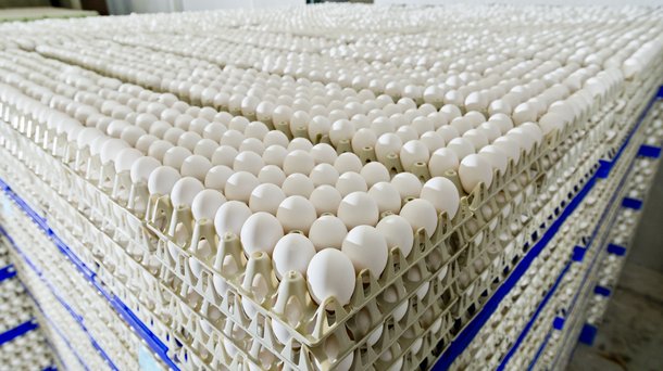 eggs white layers