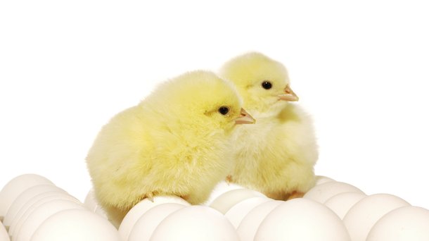 eggs white doc layers