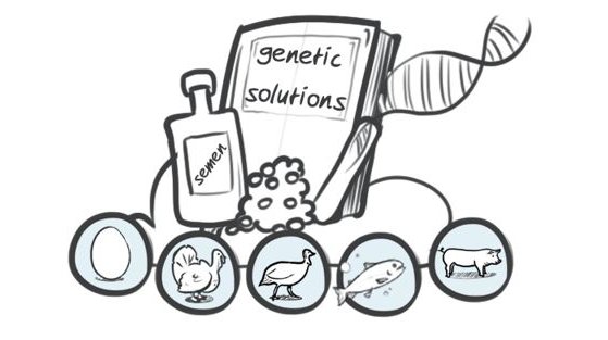 Hypor drawing genetic solutions