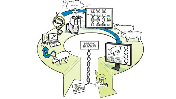 Hypor drawing process genomic selection