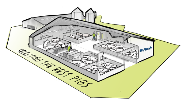 Hypor drawing barn selecting pigs