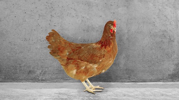 babcock brown chicken cs layers
