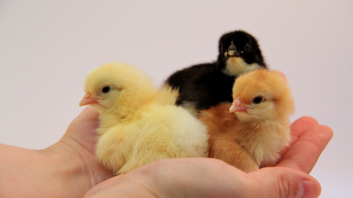 Chicks