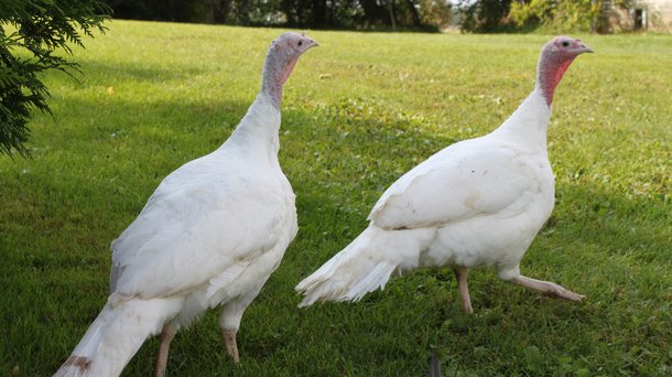 MiniCLASSIC female turkey