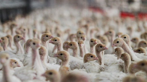 News header turkeys
