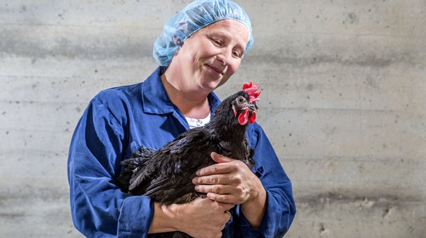chicken colleague R&D layers