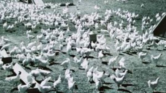 shaver history layers heritage chickens