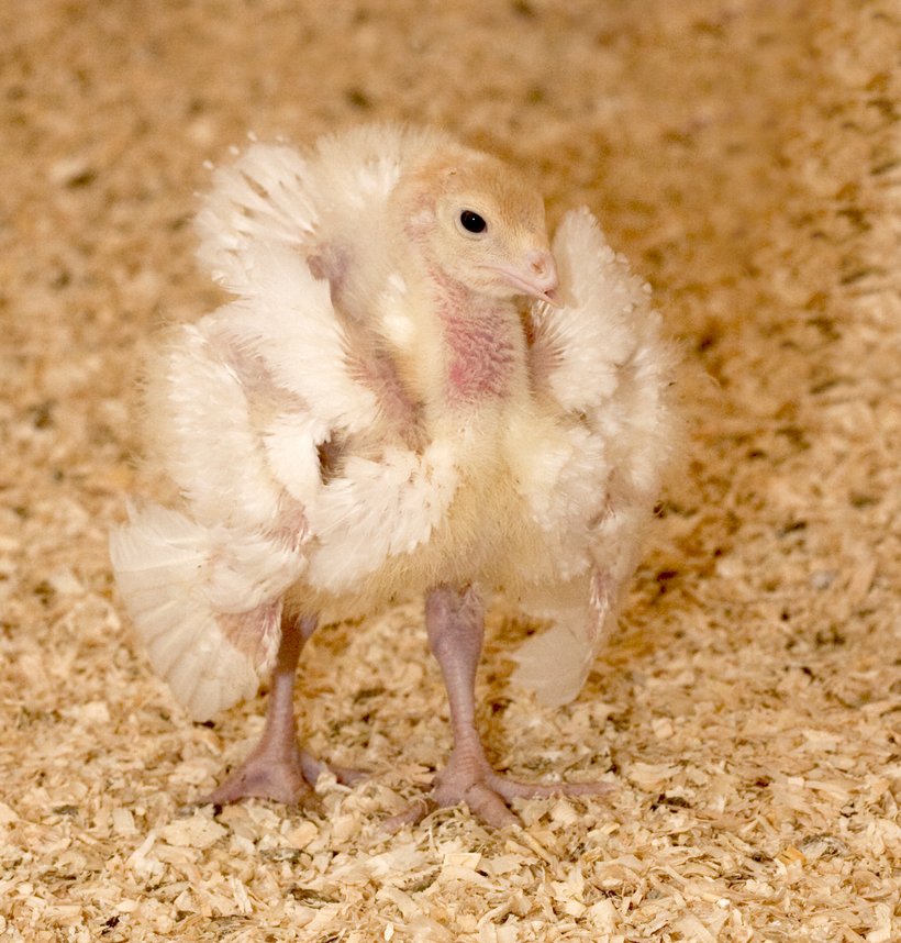 strutting poult