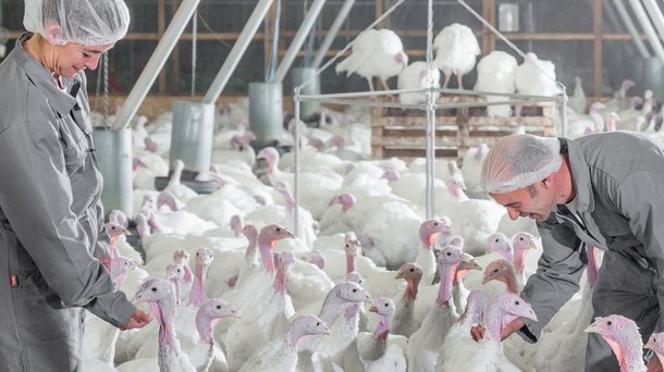 turkey welfare
