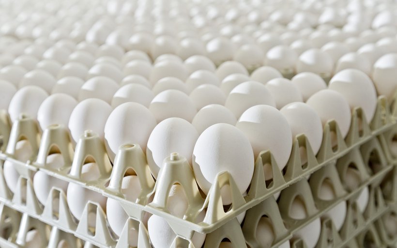 white eggs layers