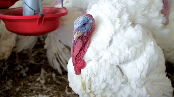 xl turkey by feeder